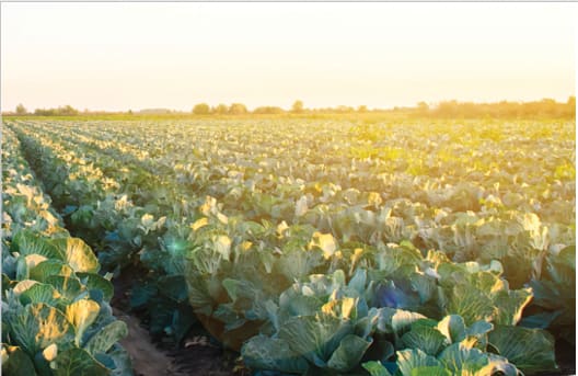 Kit Avanzado de Nutrición para Agricultura de Precisión (Hortícola)