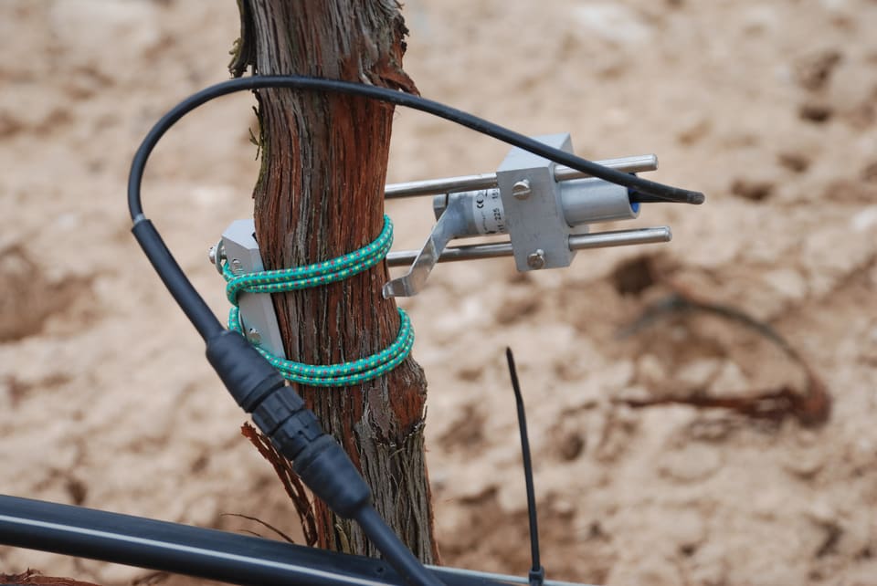 Dendrómetro para Plantas